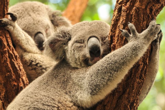 Najtańsze bilety do Australii. Jak kupić lot w dobrej cenie?