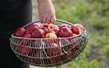 Alimentos: transporte