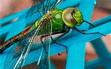 Muşcături de insecte, arahnide şi reptile