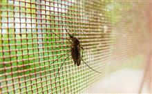 Ce trebuie să ştiţi despre malarie şi febra denge