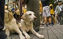 Oaspeții cu animale de companie